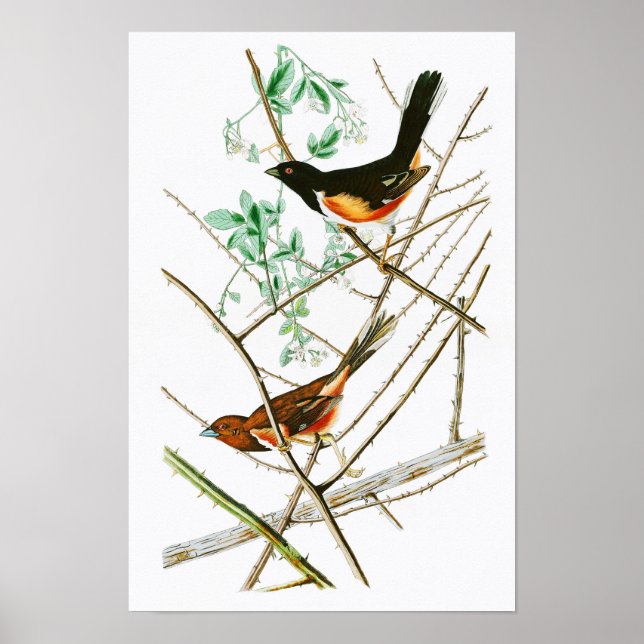 Póster Hacia el Bunting John James Audubon Birds of Ameri (Frente)