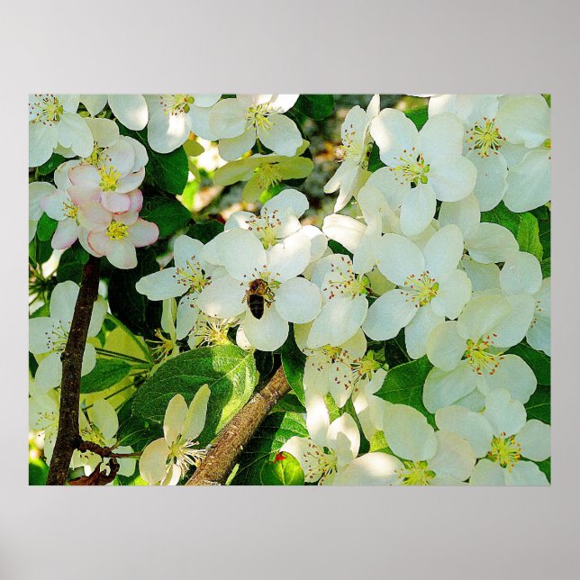 Póster Haciendo la miel (Frente)