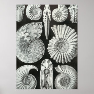 Póster Haeckel Ammonitida