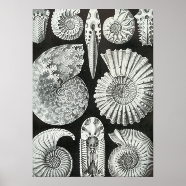 Póster Haeckel Ammonitida (Frente)