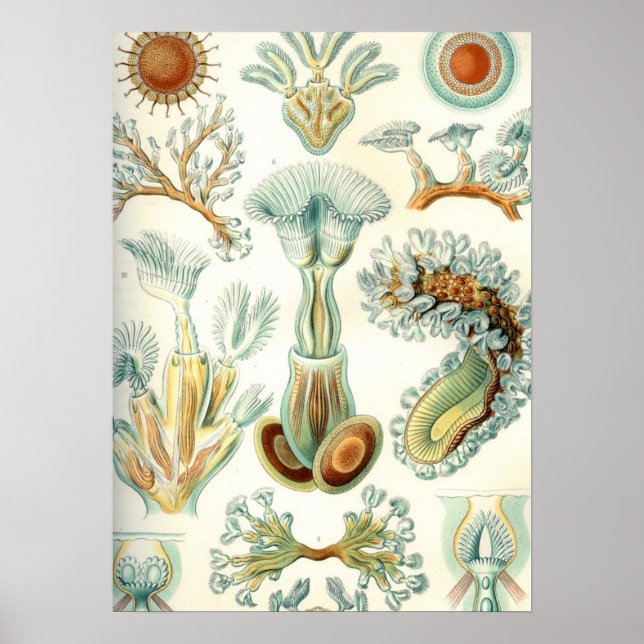 Póster Haeckel Bryozoa (Frente)
