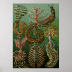 Póster Haeckel Centipedes
