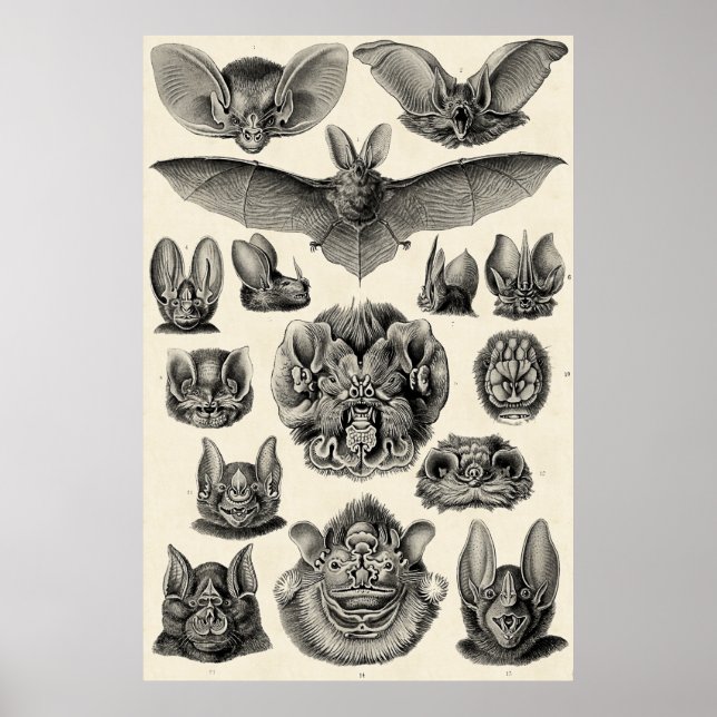 Póster Haeckel Chiroptera (Frente)
