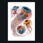 Póster Haeckel Jellyfish Print<br><div class="desc">Vibrante impresión del ilustracion de la medusa de Haeckel.</div>