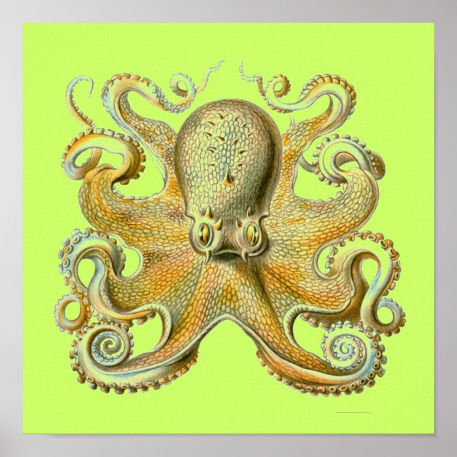 Póster Haeckel Octopus (Frente)
