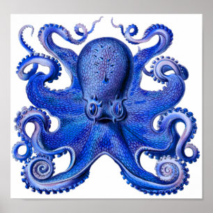 Póster Haeckel Octopus Blue
