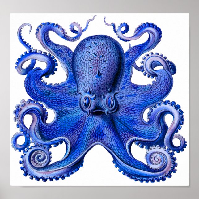 Póster Haeckel Octopus Blue (Frente)