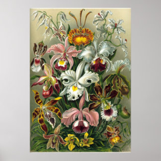 Póster Haeckel Orchids