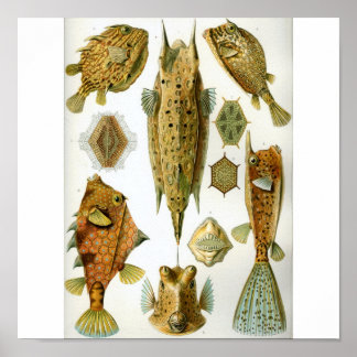 Póster Haeckel_Ostraciontes