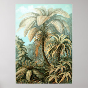 Póster Haeckel Palm Tree