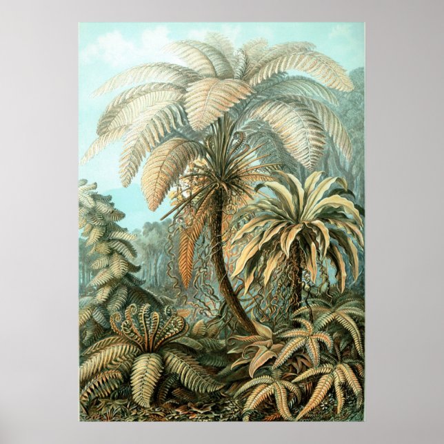 Póster Haeckel Palm Tree (Frente)