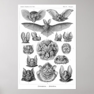 Póster Haeckel's Bats