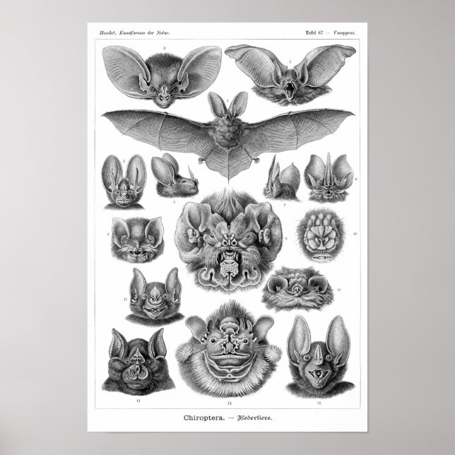 Póster Haeckel's Bats (Frente)