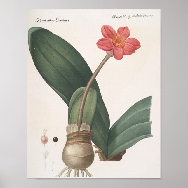 Póster Haemanthus Coccineus (Frente)