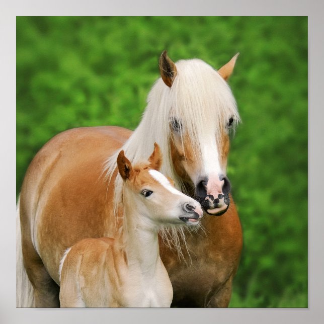 Póster Haflinger Caballos lindo beso de Mamá de fosa (Frente)