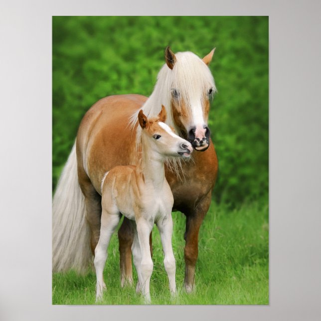 Póster Haflinger Caballos, Mamá de besos de tiburón, foto (Frente)