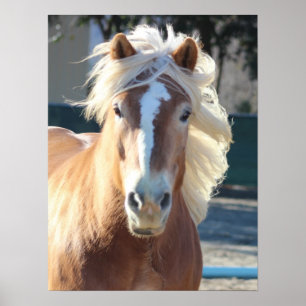 Póster Haflinger Horse