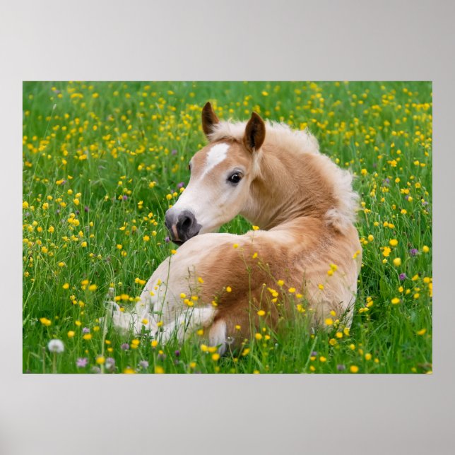 Póster Haflinger Horse Cute Foal Flaude, foto animal (Frente)