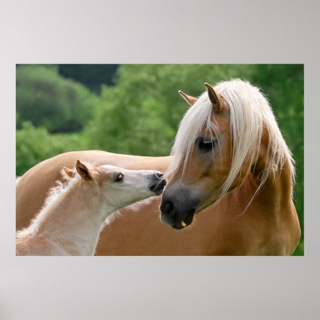Póster Haflinger Horses Fool y Mare abrazándose, foto (Frente)