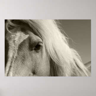 Póster Haflinger retrato cheval - Horse -