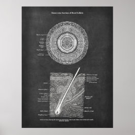 Póster Hair Follicle Anatomy Art