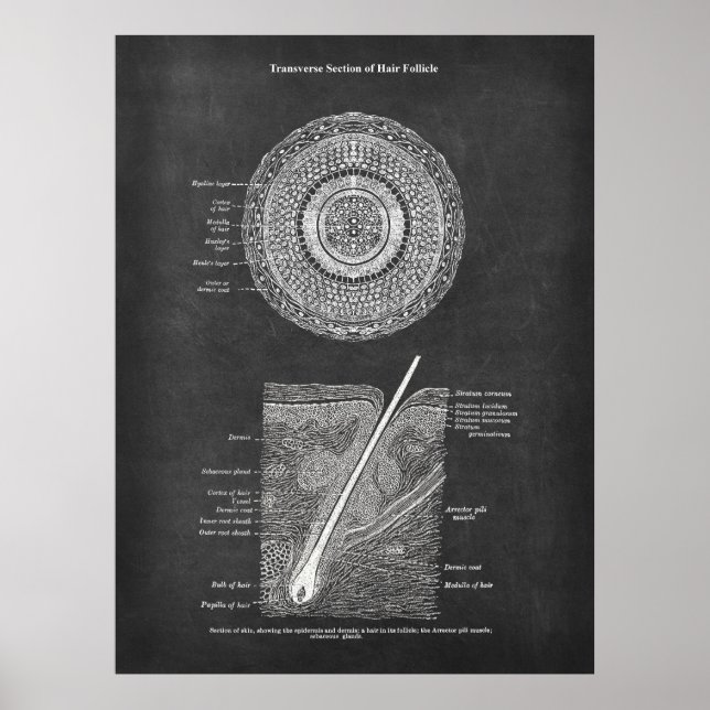 Póster Hair Follicle Anatomy Art (Frente)