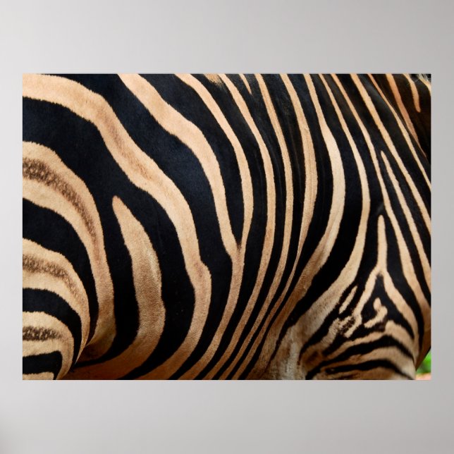 Póster hair skin of zebraskin,animal,background,black,bod (Frente)