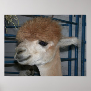 Póster Hairdo gracioso en Llama