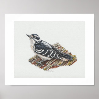 Póster Hairy Woodpecker Art Print