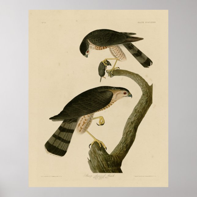 Póster Halcón afilado de los pájaros de América de Audubo (Frente)