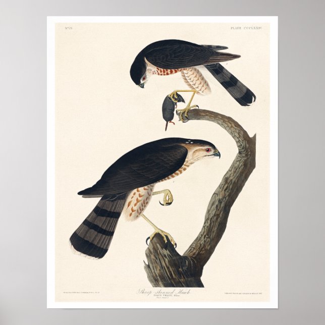 Póster Halcón afilado por Audubon Poster (Frente)