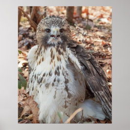 Póster Halcón atado rojo