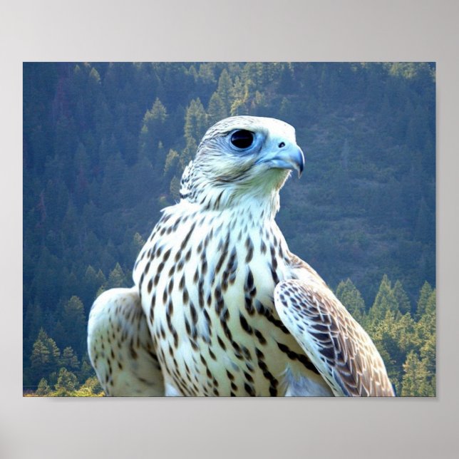 Póster Halcón blanco (Frente)