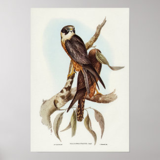 Póster Halcón blanco de Elizabeth Gould
