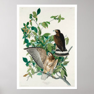 Póster Halcón de ala ancha, de Audubon Poster