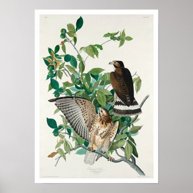 Póster Halcón de ala ancha, de Audubon Poster (Frente)