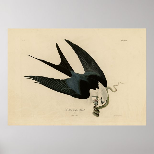 Póster Halcón de cola ciega - Aves de América de Audubon (Frente)