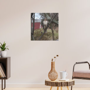 Póster Halcón de cola roja en árbol