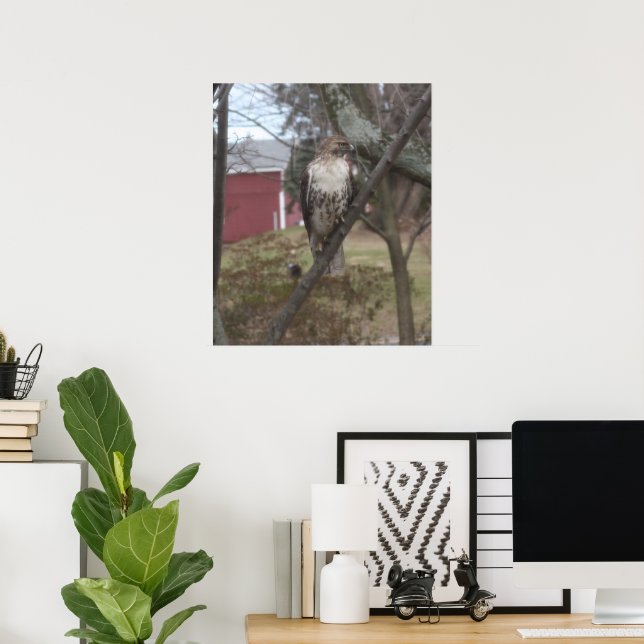 Póster Halcón de cola roja en árbol (Oficina en casa)