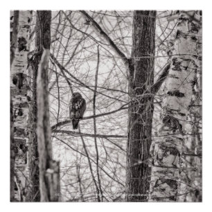 Póster Halcón de cola roja P8443