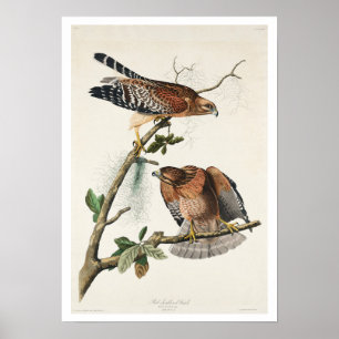 Póster Halcón de hombro rojo de Audubon Poster