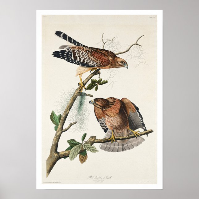 Póster Halcón de hombro rojo de Audubon Poster (Frente)