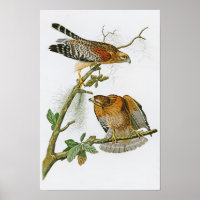 Halcón de hombro rojo John Audubon Aves de América