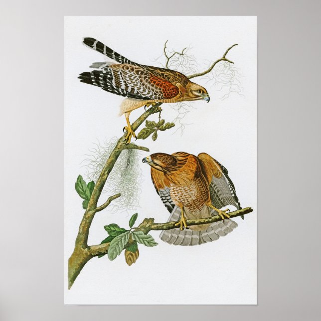 Póster Halcón de hombro rojo John Audubon Aves de América (Frente)