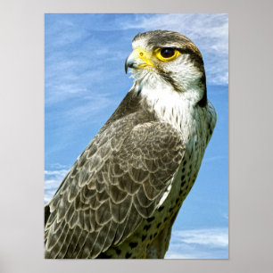 Póster Halcón de Lanner