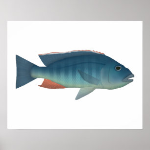 Póster Halcón de Malawi