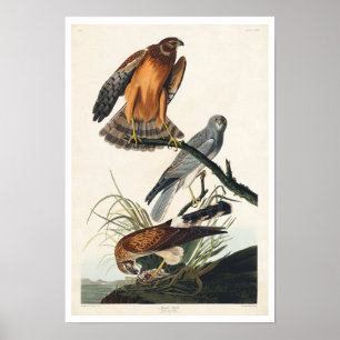 Póster Halcón de Marsh por Poster Audubon