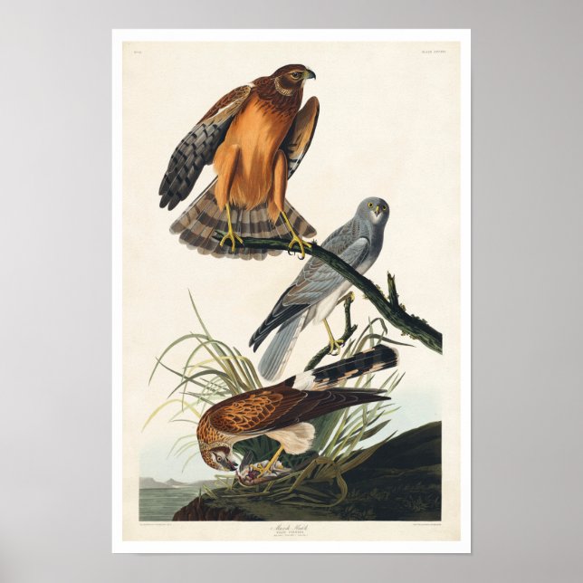 Póster Halcón de Marsh por Poster Audubon (Frente)