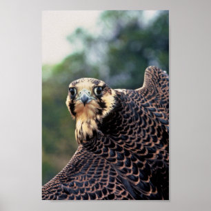 Póster Halcón de peregrino