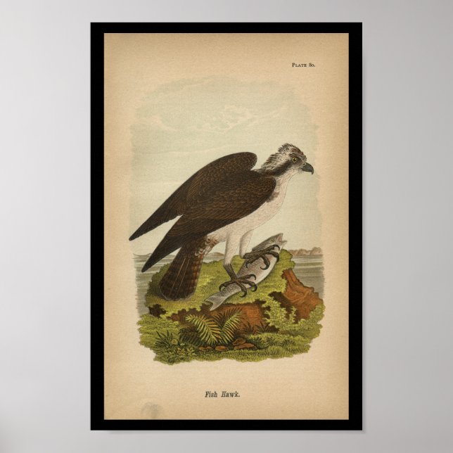 Póster Halcón de pez impreso para aves de 1890 (Frente)